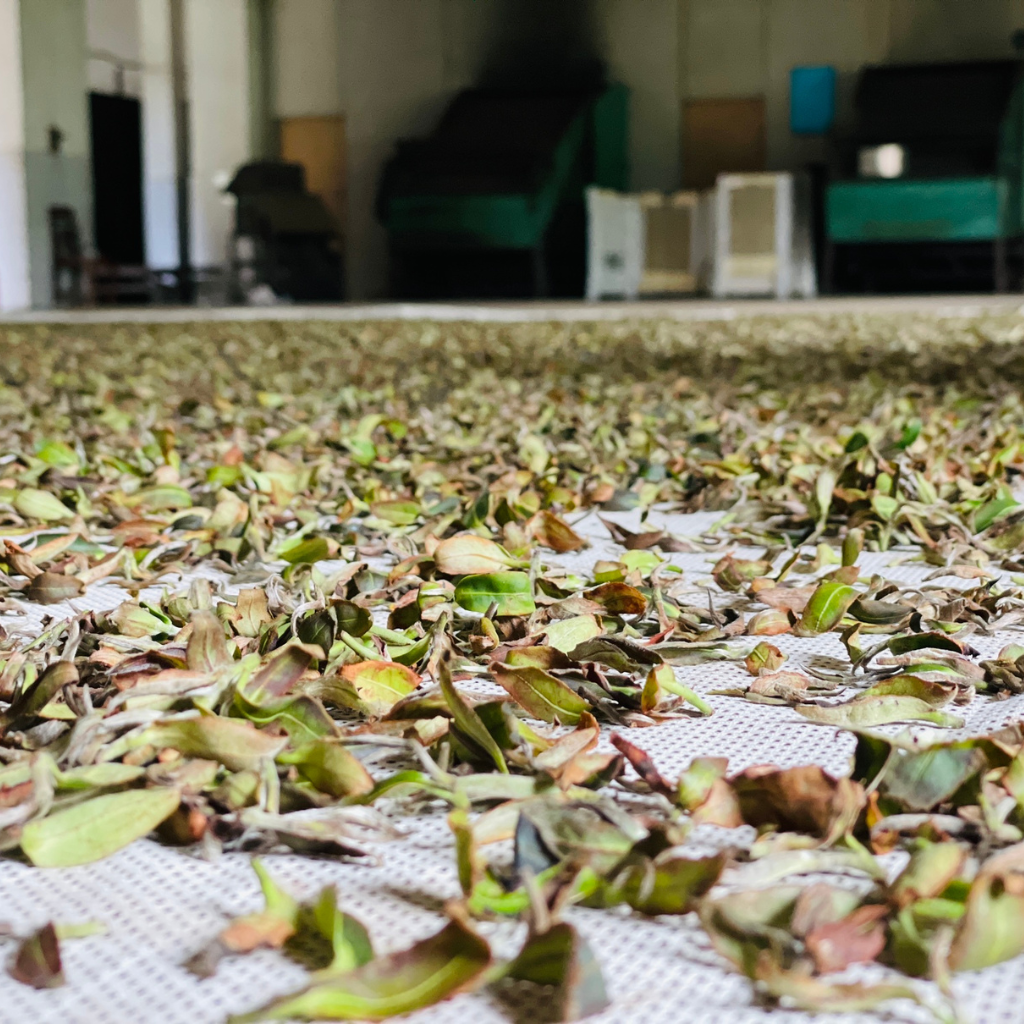 Dried tea leaves scattered on a mesh surface in a dimly lit room, with processing machines blurred in the background. Calm, rustic atmosphere.