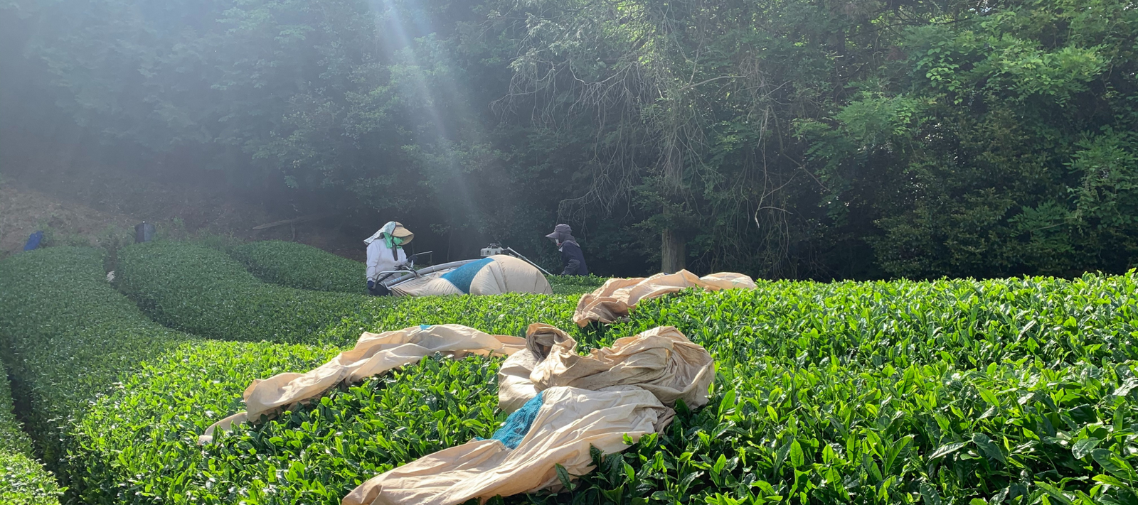 Workers in protective gear harvest tea leaves under sunlight in lush green fields. Large fabric sheets are spread out, surrounded by dense trees.