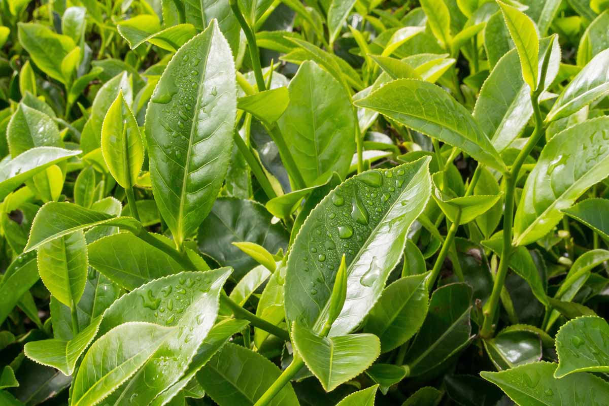 Young Camellia sinensis leaves with water droplets on the surface.