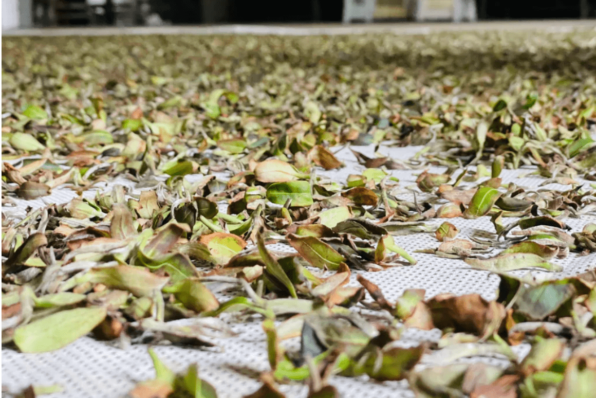 The Art of Bruising in Oolong Tea