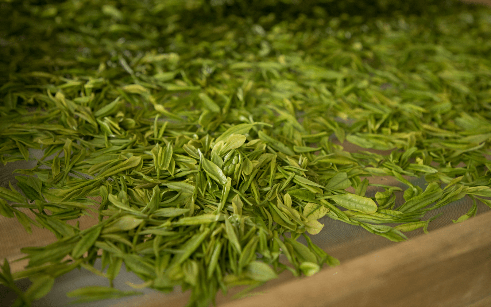 Exploring Tea Types: Green Tea