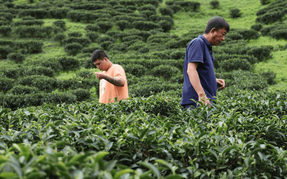 A Quick Guide to Tea Harvests in China, Japan and Nepal