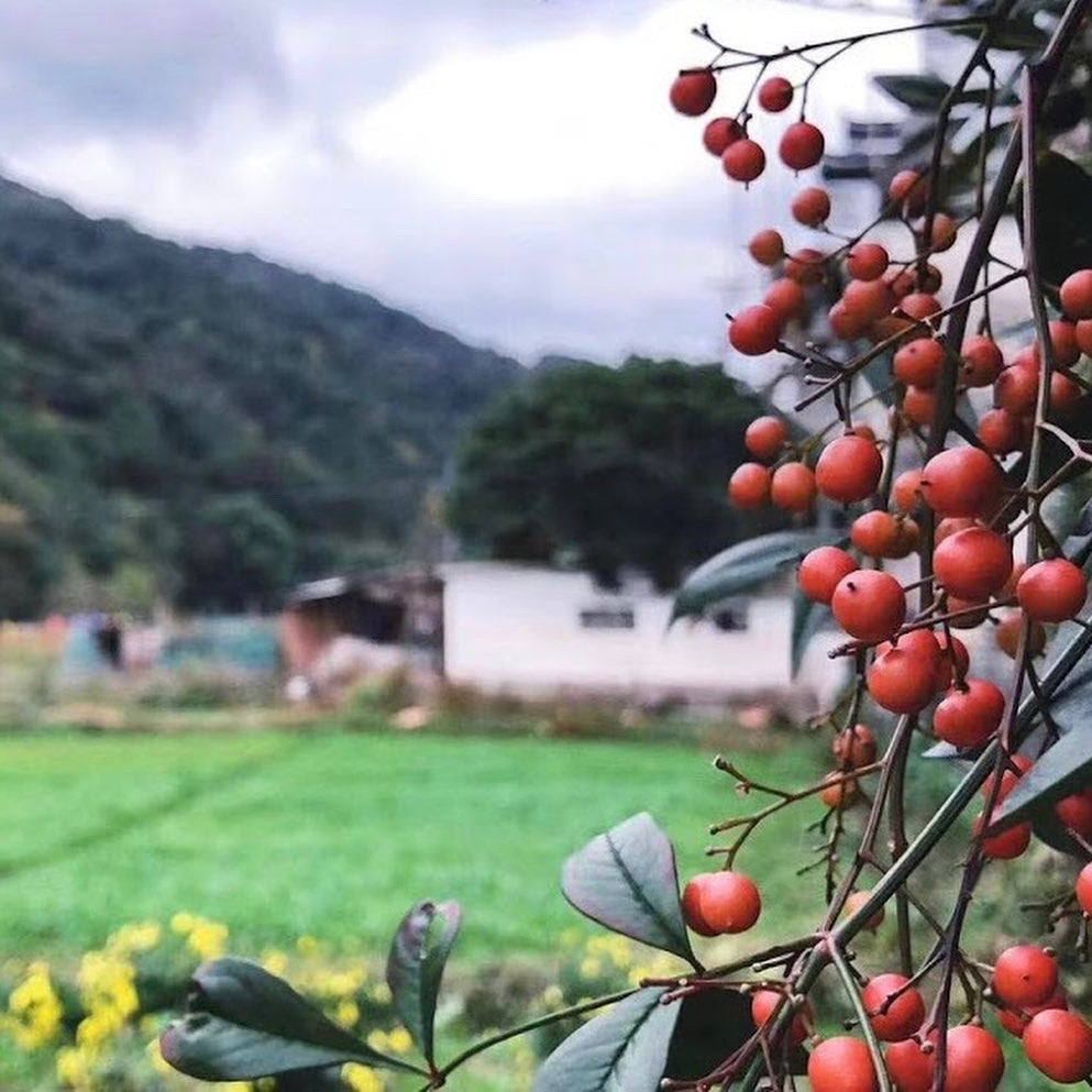 Red berries hang from a branch in the foreground, with a blurred background showing green fields, a white building, and misty hills under a cloudy sky.