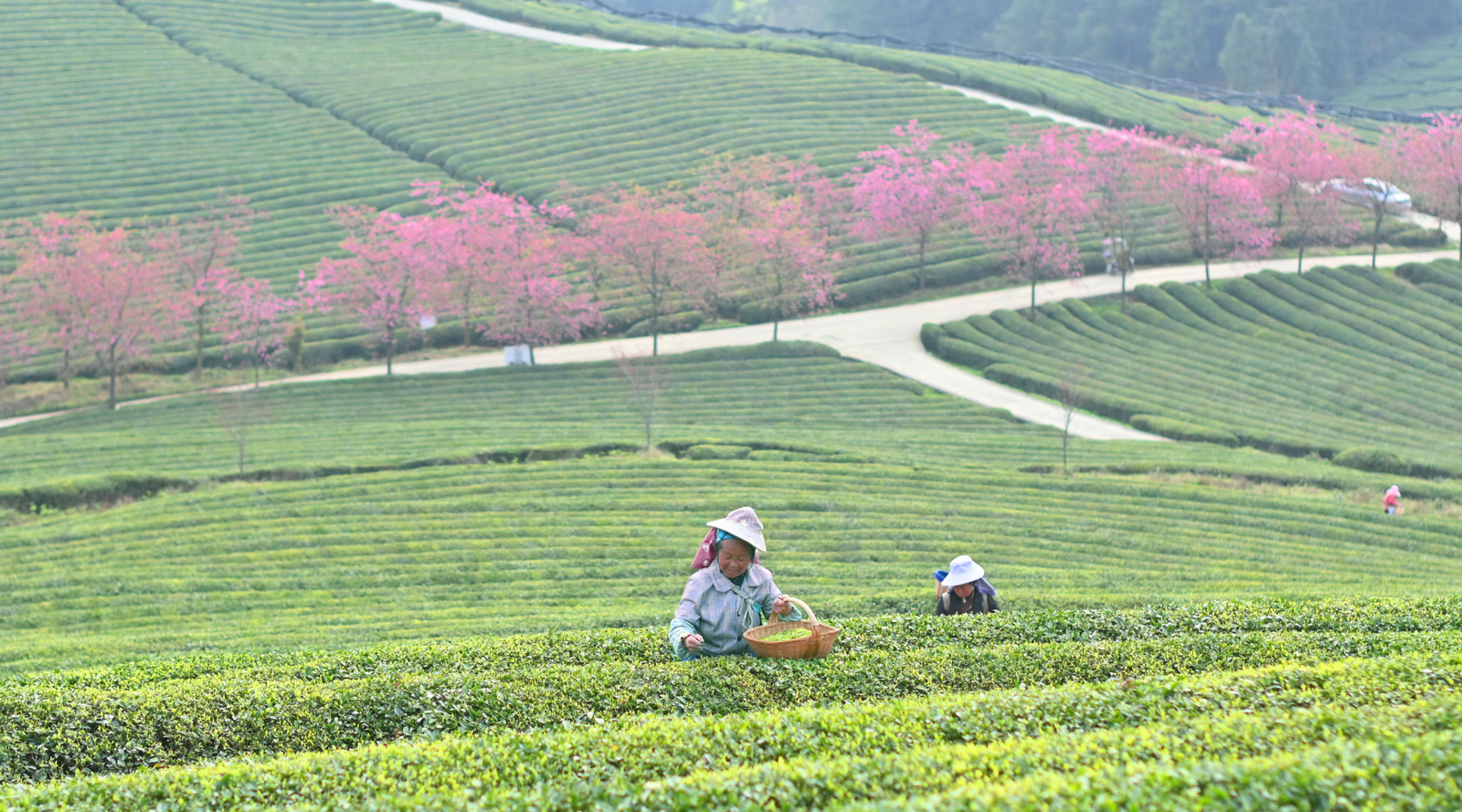 Two workers in wide-brimmed hats harvest tea leaves in lush, green fields. In the background, rows of pink-blossomed trees add vibrant color to the landscape.
