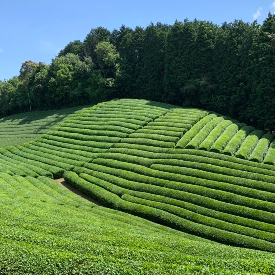 Lush, green tea plantation with neatly arranged rows of tea bushes on rolling hills, bordered by dense trees under a clear, blue sky.