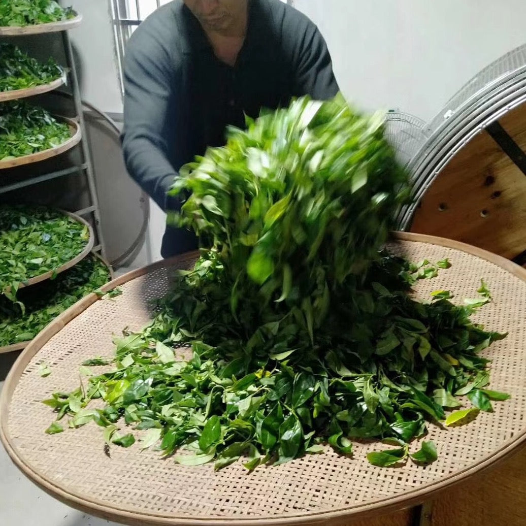 A person in a black shirt stacks fresh green tea leaves on a large round woven tray. Nearby, several trays with more leaves are visible. The scene conveys a sense of craftsmanship and dedication.