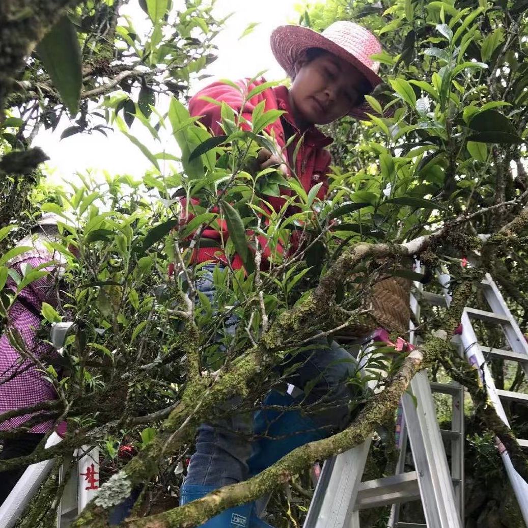 A person in a straw hat and red clothing stands on a ladder, picking leaves from a lush, green tea bush. The setting appears natural and serene.