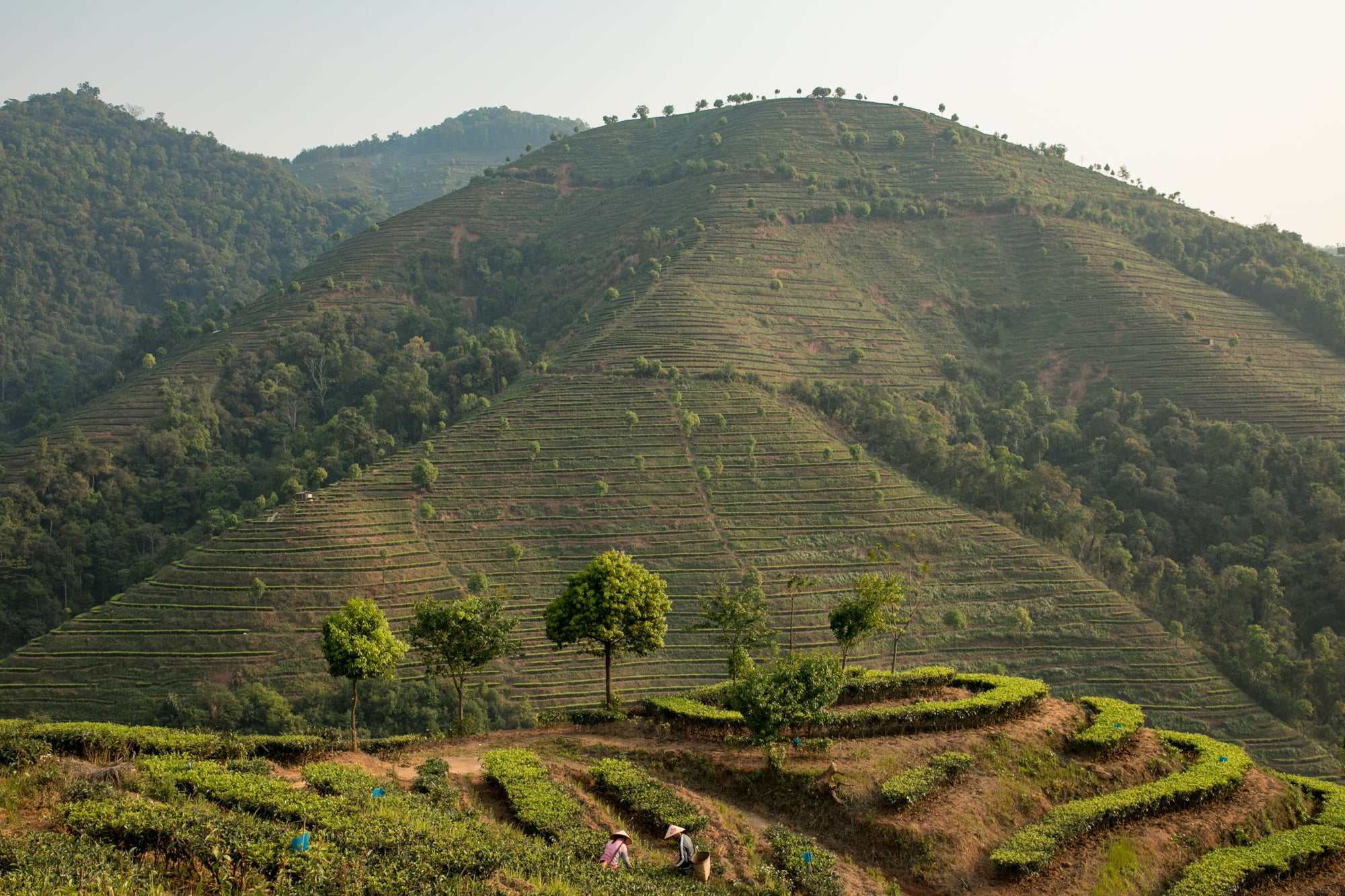 organic tea garden hugo tea company direct trade tea