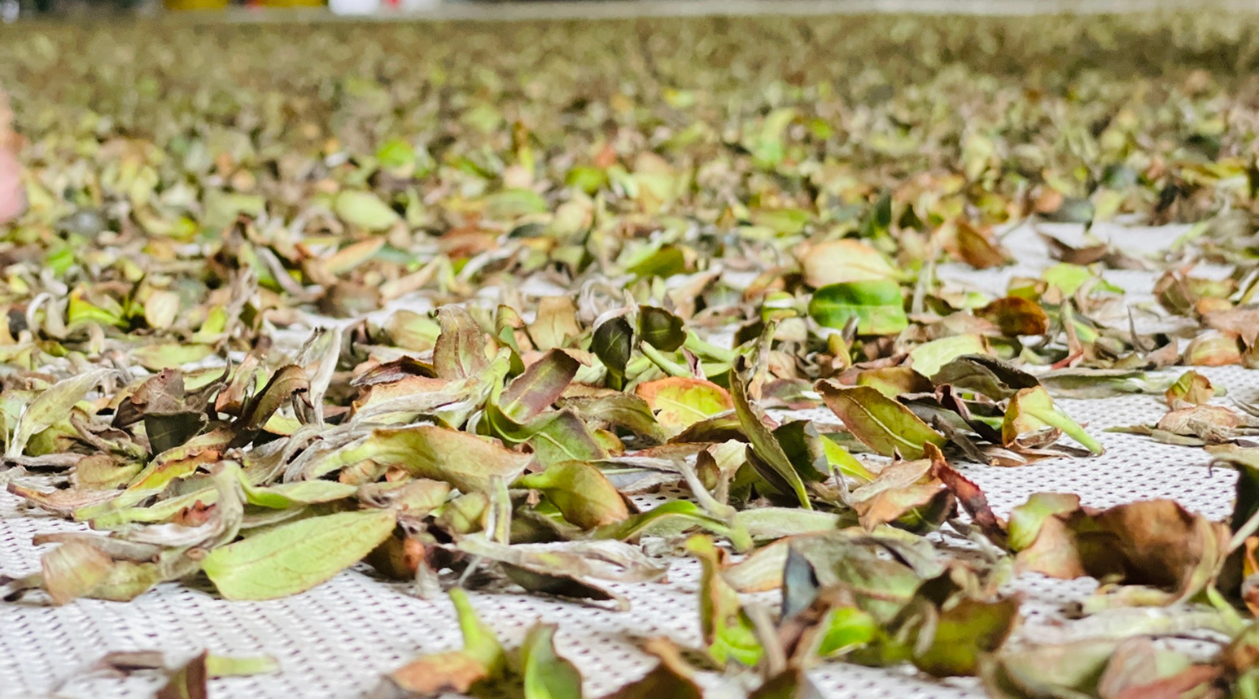 Brusing Tea The Art of Bruising in Oolong Tea - Hugo Tea Company