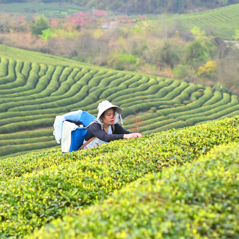 A person in a wide-brimmed hat picks leaves in a lush, green tea plantation. The rolling hills create an intricate pattern under a soft, overcast sky.