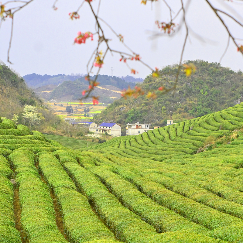 Rolling tea plantations stretch across lush green hills, with small houses nestled in the valley. Blossoming branches frame the scene under a cloudy sky.