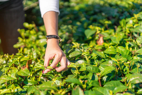 Tea leaves being picked from the plant in regions known for bug-bitten oolong teas.