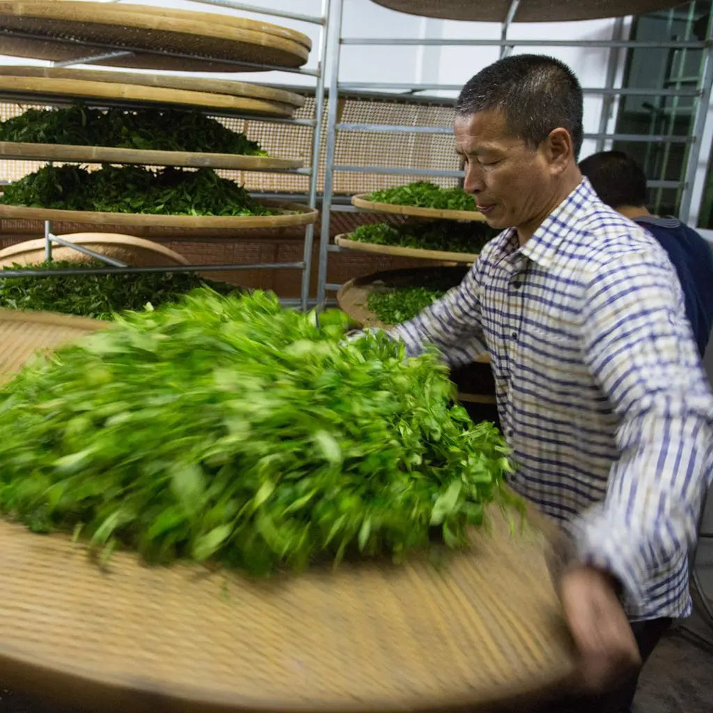 Man in checkered shirt rotates a round bamboo tray of fresh green tea leaves, with stacked trays in the background, conveying a focused and industrious mood.