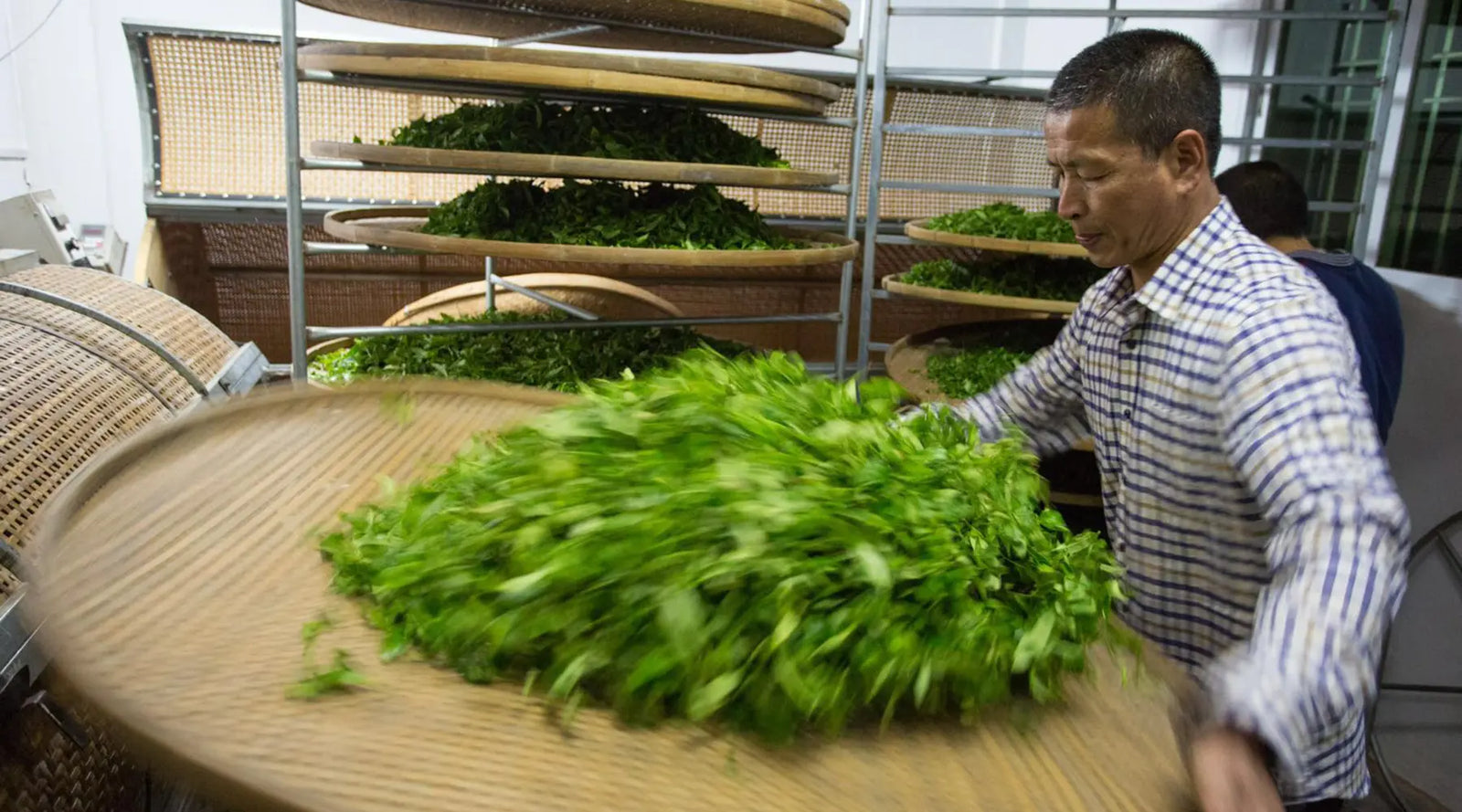 A man in a plaid shirt processes fresh tea leaves on a large bamboo tray, with stacked drying racks behind him. The scene is industrious and focused.
