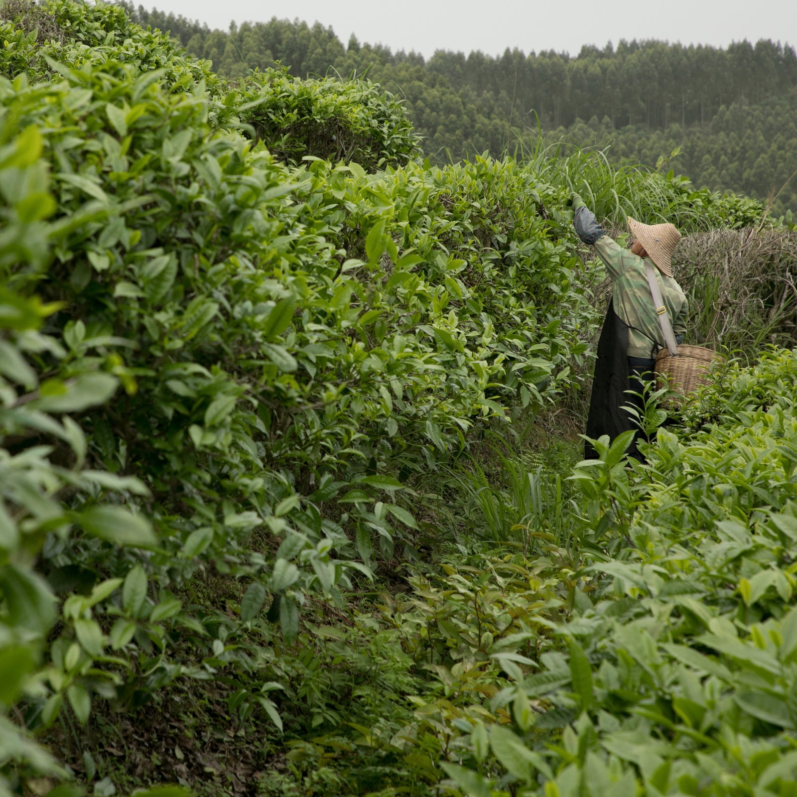 A person wearing a straw hat picks leaves in a lush, green tea plantation surrounded by dense foliage, creating a serene and peaceful atmosphere.