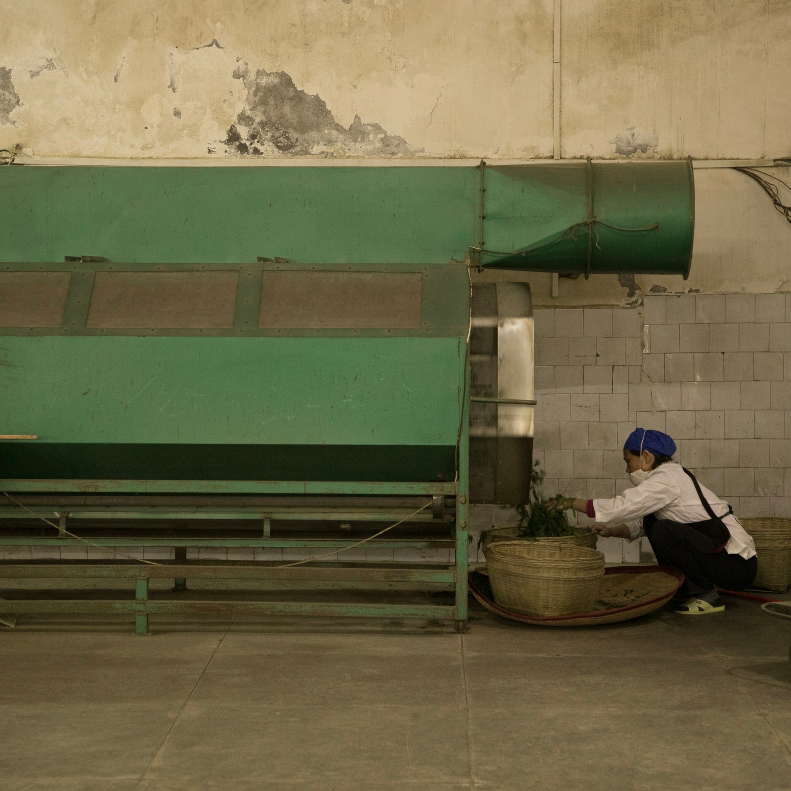 A person in a white uniform and blue cap tends to baskets of leaves beside a large, green industrial machine against a worn, tiled wall in a factory.