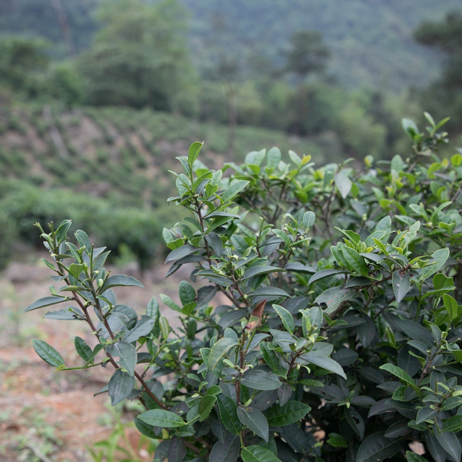 Close-up of lush green tea leaves on bushes in a tea plantation. The background shows blurred terraced rows and dense foliage, creating a tranquil vibe.