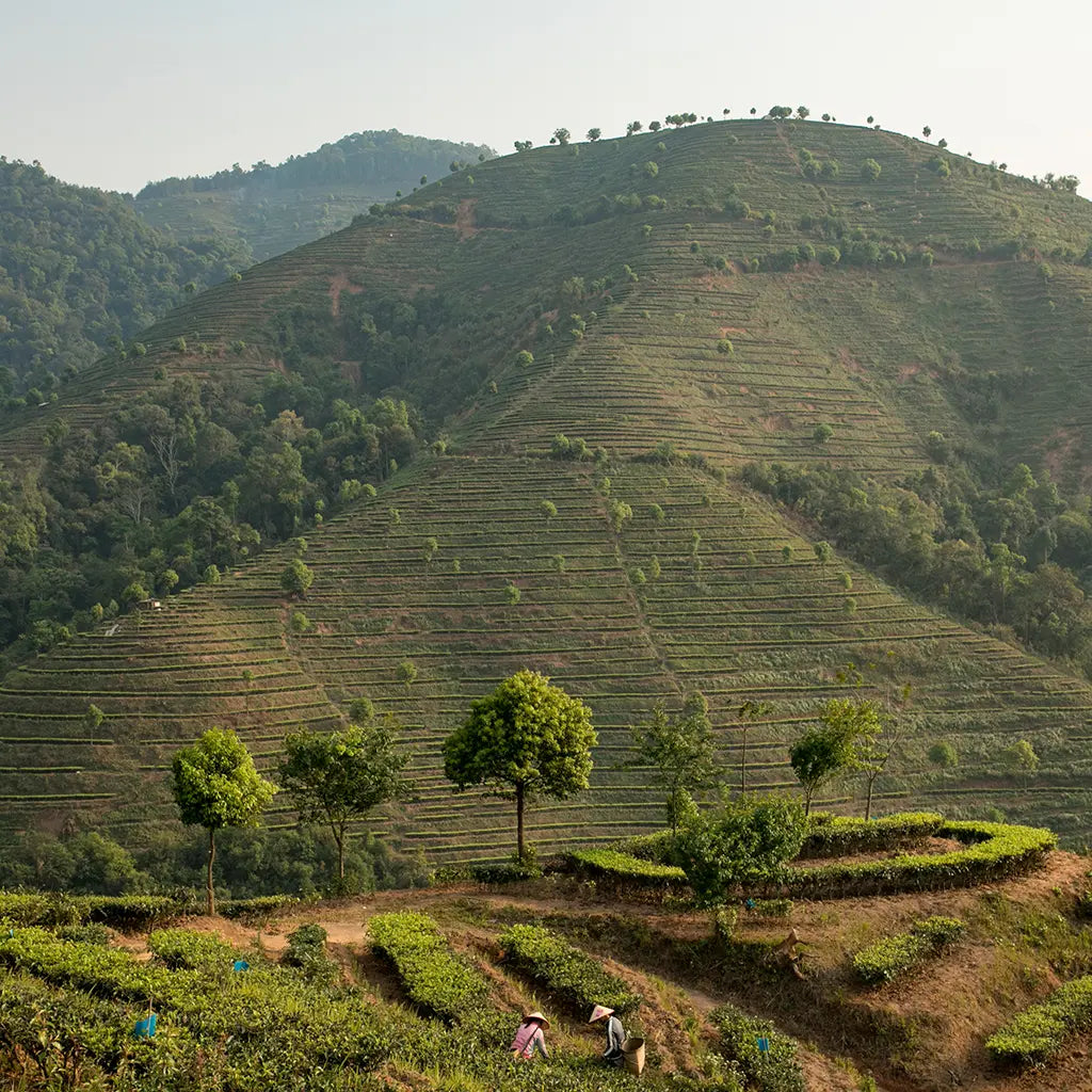 Hilly landscape with terraced tea plantations. Workers in colorful attire are picking tea, surrounded by lush greenery and trees. Peaceful ambiance.