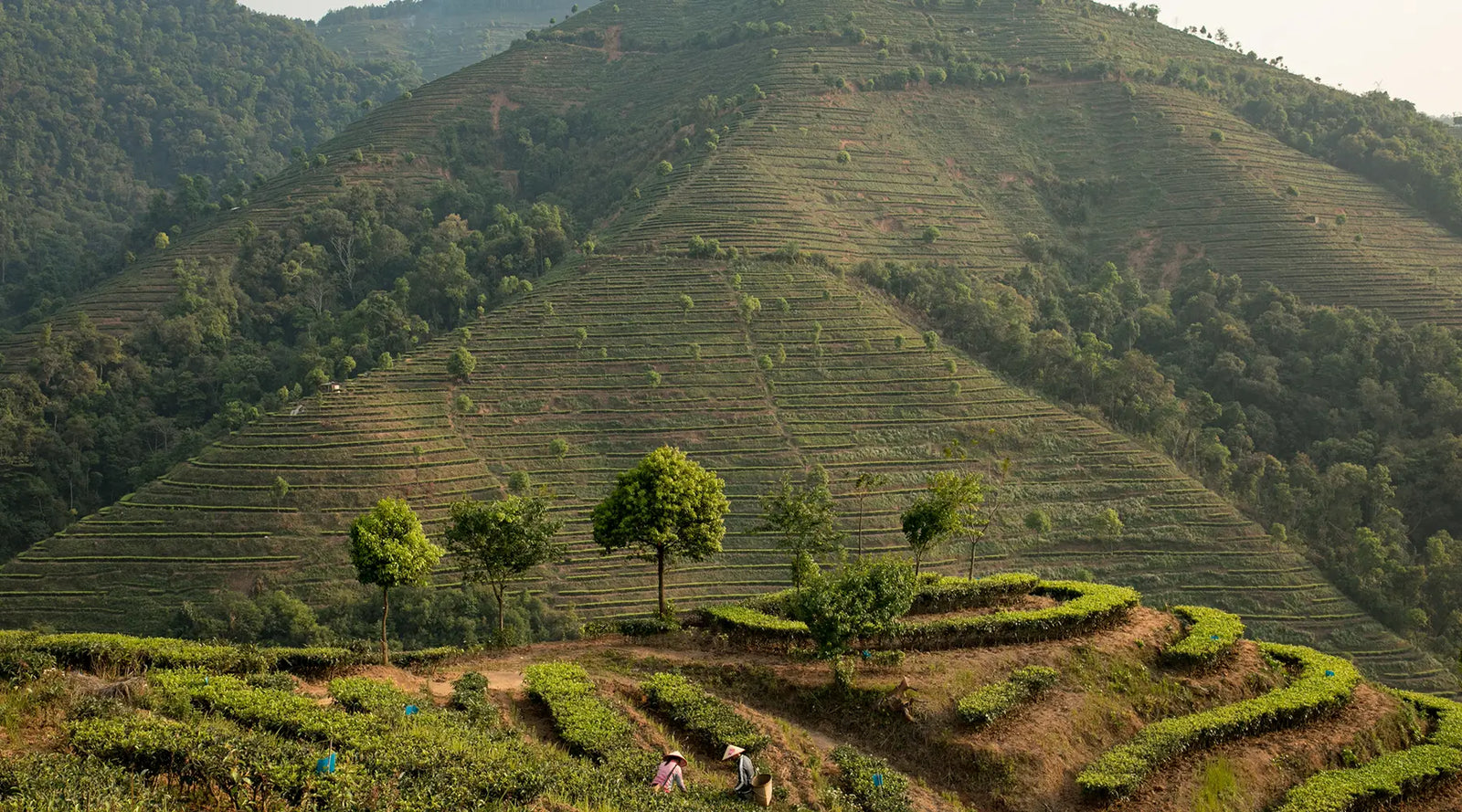 Terraced hillsides with lush green tea plants in foreground, dotted with workers picking leaves. Background shows expansive, forested mountains. Serene and industrious.
