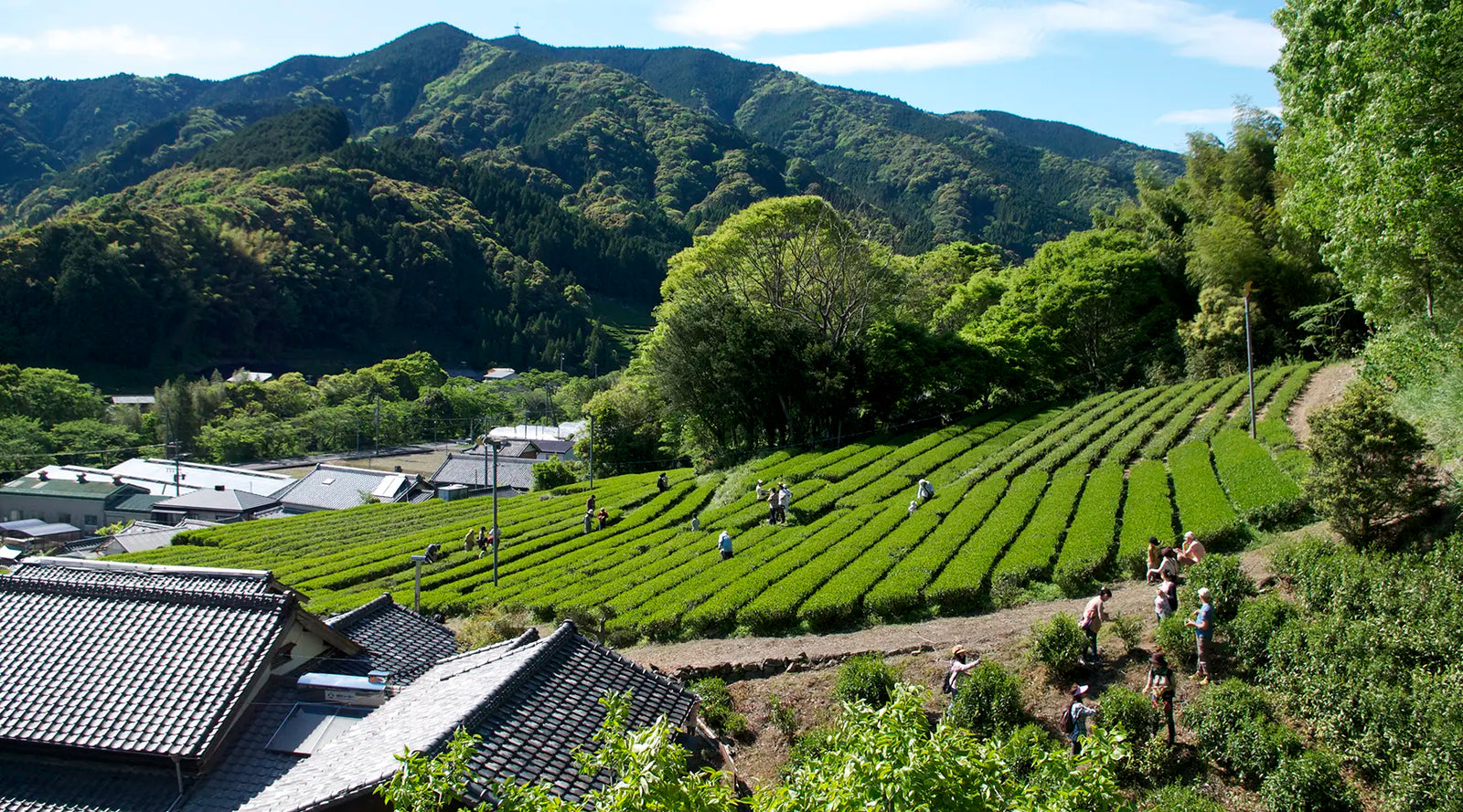 Tea fields on a sunny day, surrounded by lush green mountains. People walk through neatly aligned rows, conveying a sense of calm and nature.