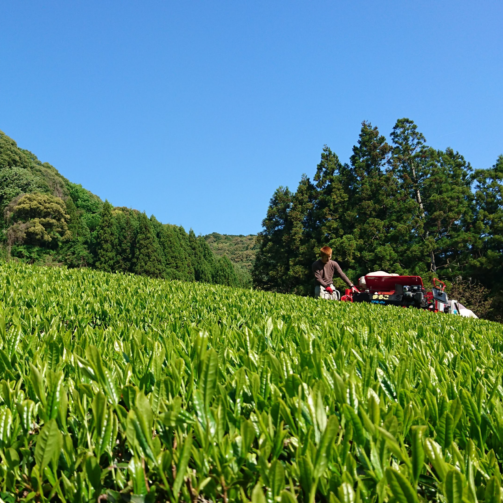 A vibrant green tea field under a clear blue sky. A person is using a red tea harvesting machine amidst tall trees, suggesting a tranquil rural setting.