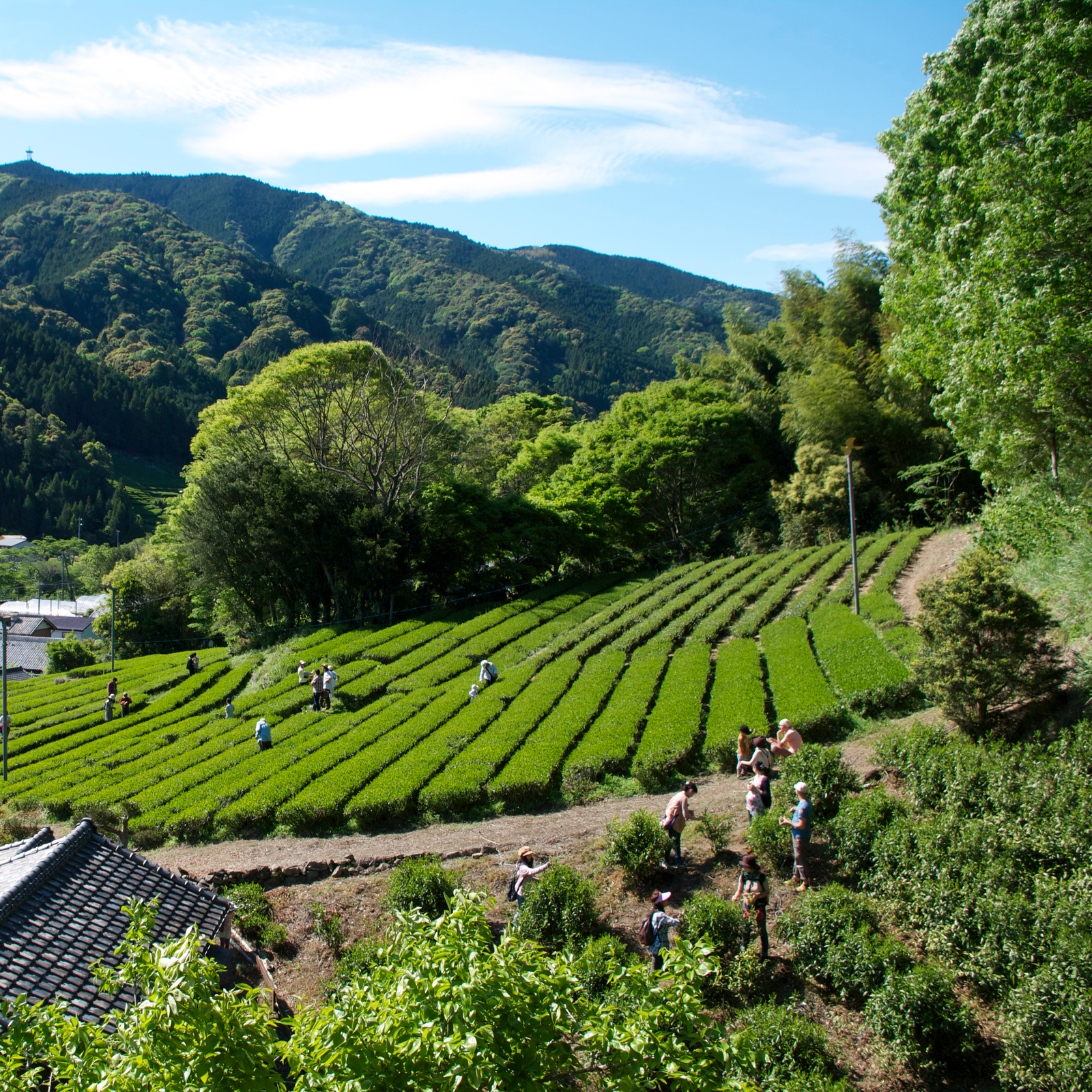 A lush tea plantation on a sunny day, with workers among vibrant green rows. Forested hills and a clear blue sky form a tranquil backdrop.