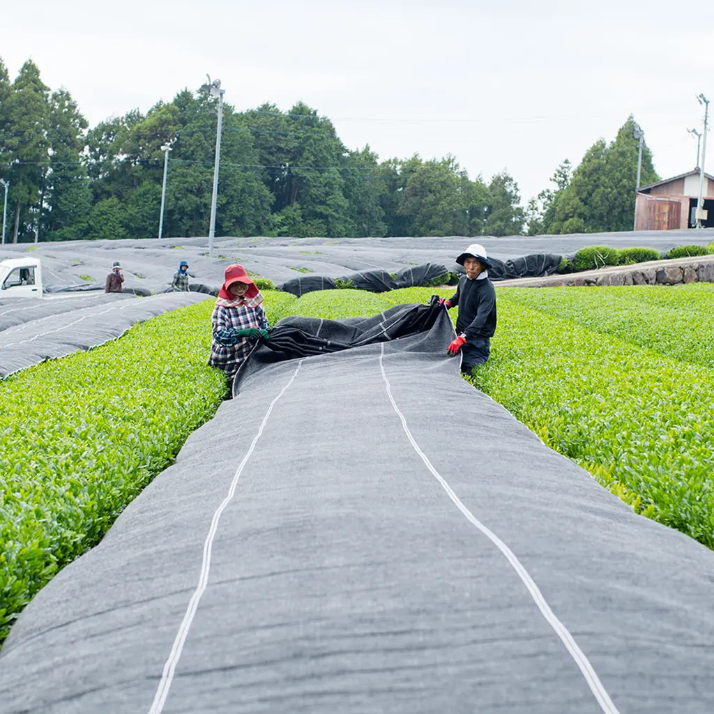 Two workers in hats pull dark fabric over vibrant green tea plants in a lush field, with a backdrop of trees and cloudy sky. Tranquil and industrious.