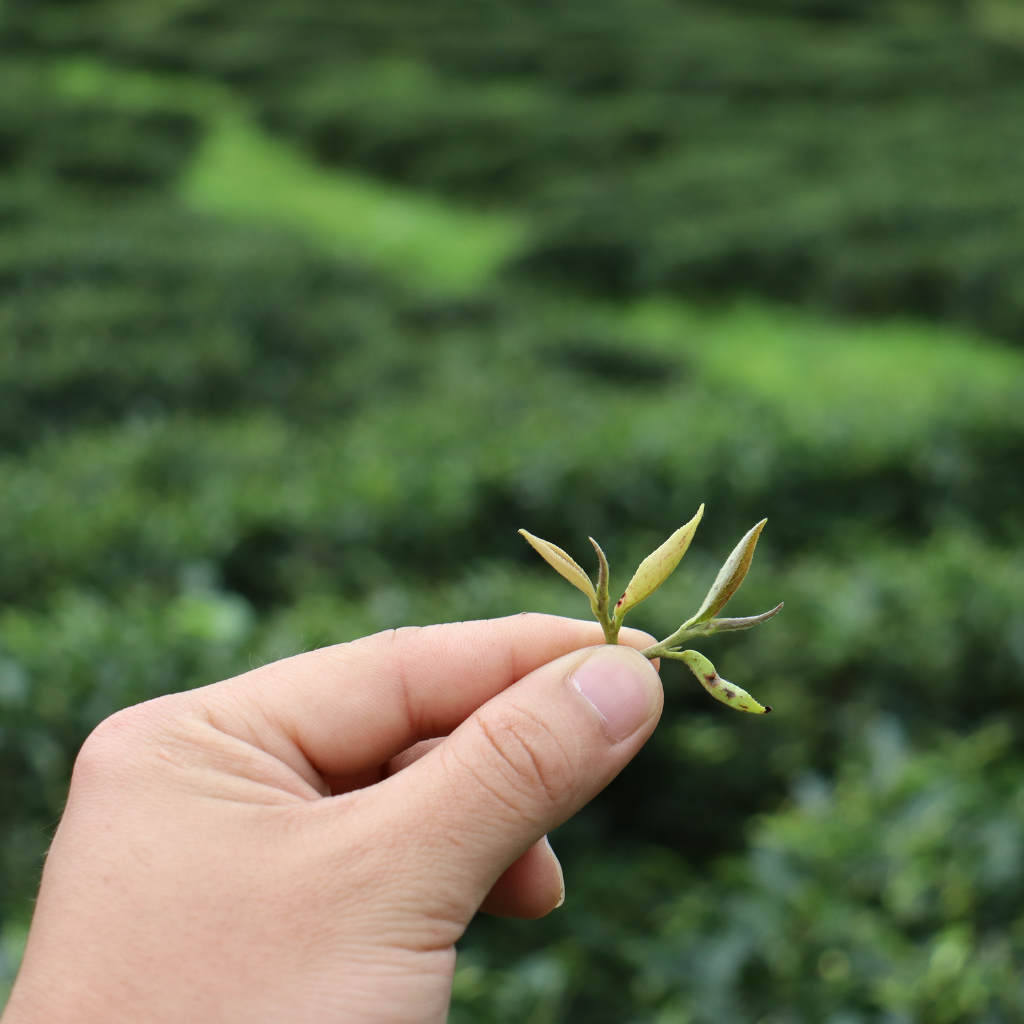 Hand holding a small twig with fresh green leaves, set against the blurred background of a lush green field. The mood is serene and natural.