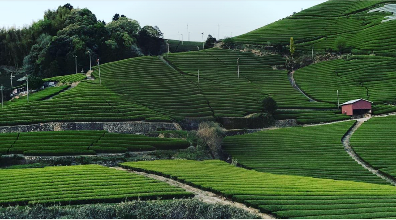 Lush green tea fields stretch across terraced hills, lined with trees under an overcast sky. A small red building and winding paths are visible among the rows.