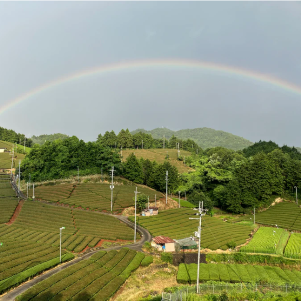 Tea plantation with a rainbow in the sky