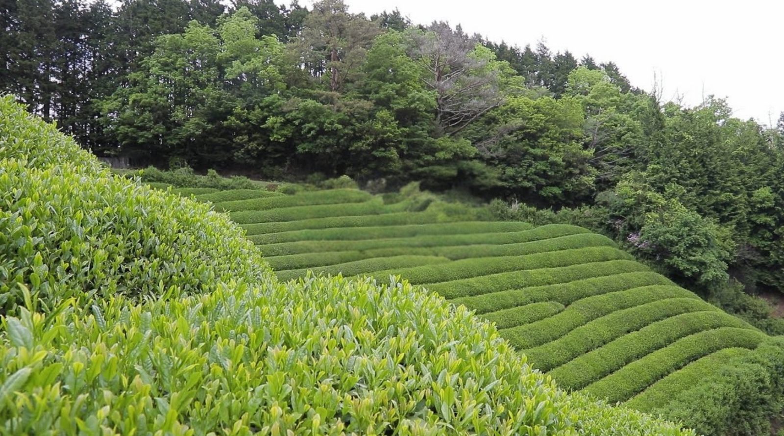 Tea plantation with rows of green tea bushes and trees in the background