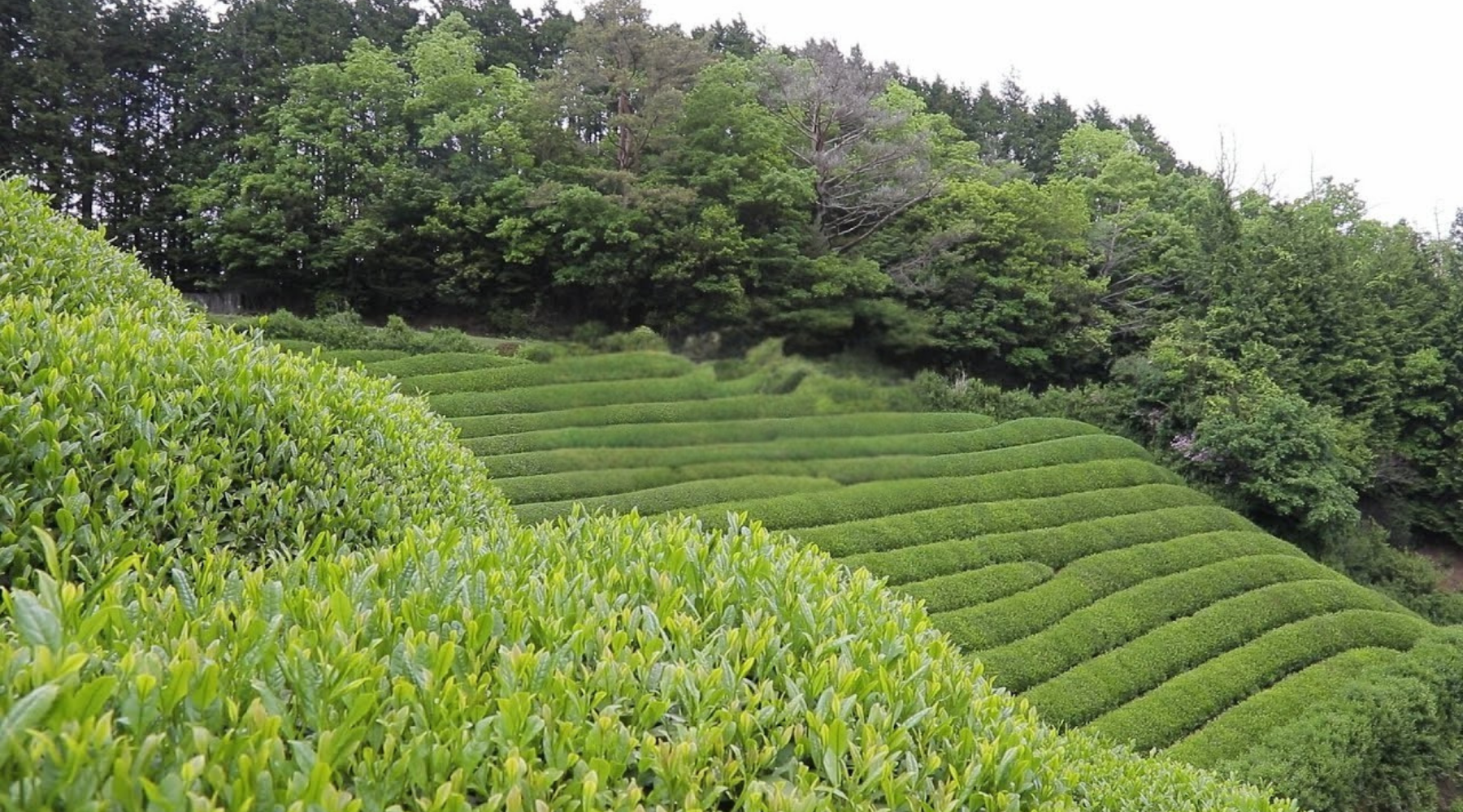 Tea plantation with rows of green tea bushes and trees in the background