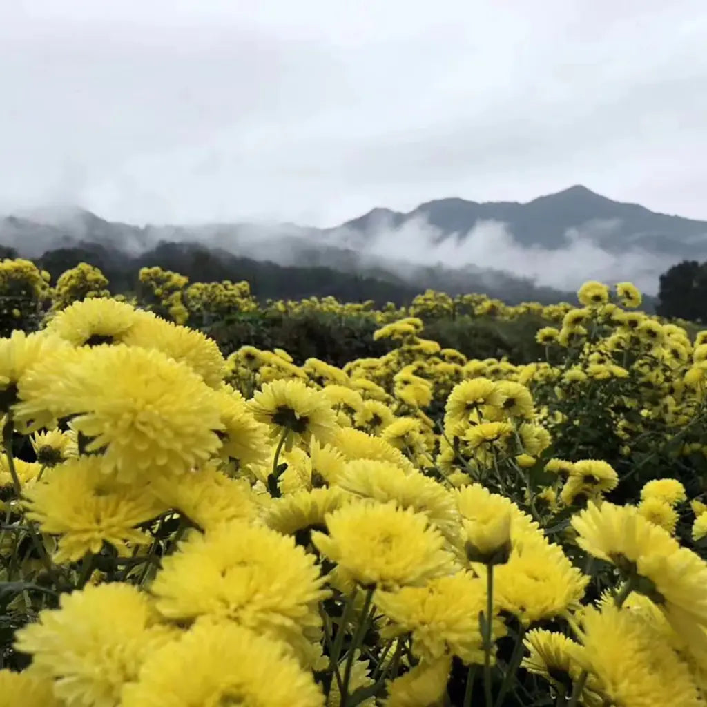 A field of vibrant yellow chrysanthemums in the foreground, with misty mountains and a cloudy sky in the background. The scene feels serene and refreshing.