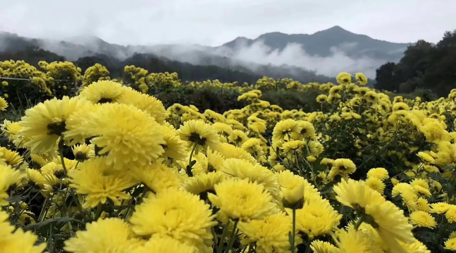 A vibrant field of yellow chrysanthemums under a misty sky, with mist-covered mountains in the background, conveying a serene and tranquil atmosphere.