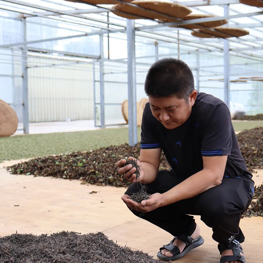 A person in a greenhouse kneels, examining dried tea leaves with concentration. Piles of leaves spread on the wooden floor convey a sense of careful attention.