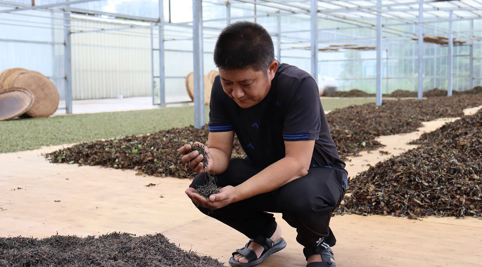A person crouches in a greenhouse, examining dried tea leaves held in their hands. Rows of drying tea surround them, conveying a diligent and focused atmosphere.