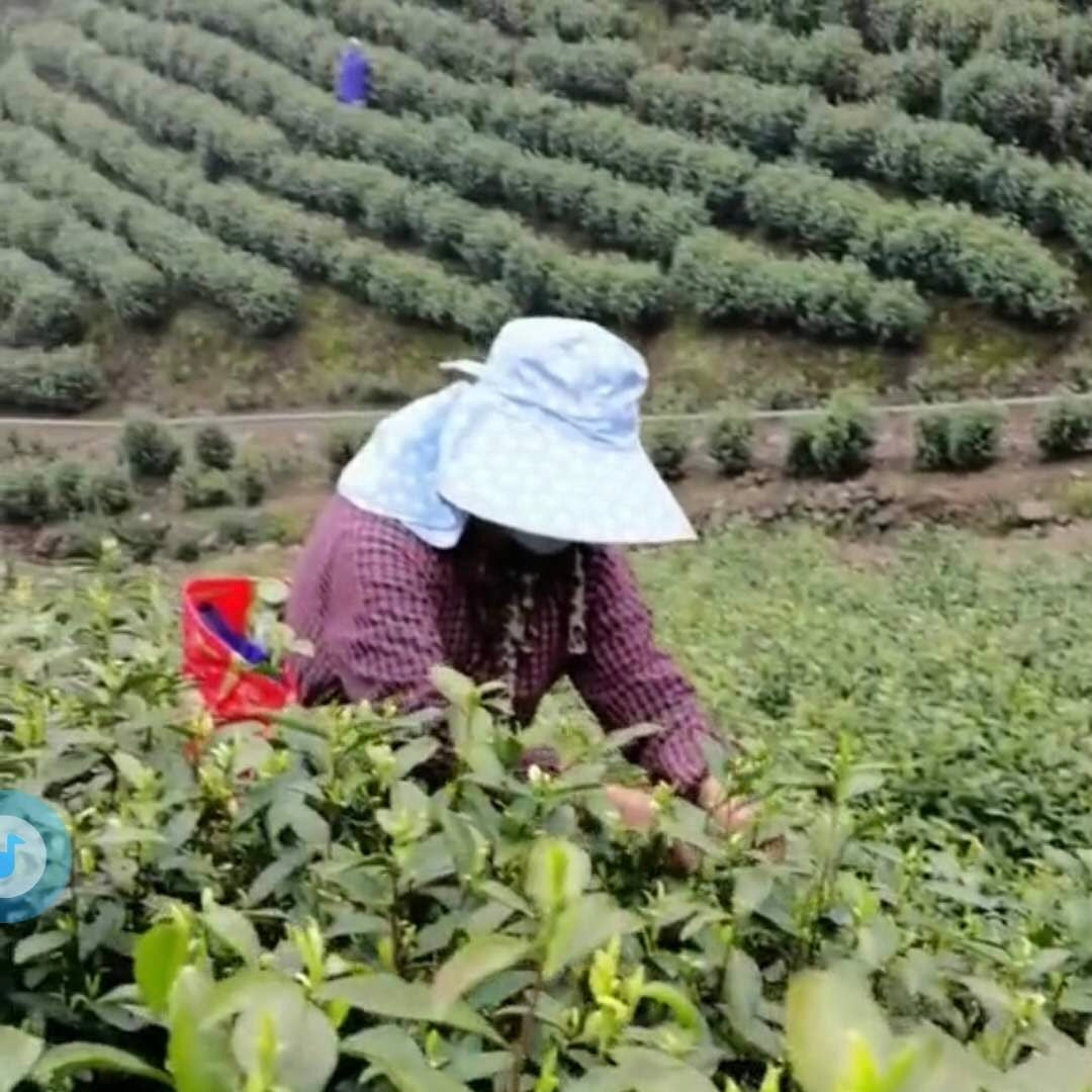 A person in a wide-brimmed hat harvests tea in lush, terraced fields, conveying a serene and industrious atmosphere. Another worker is visible in the distance.