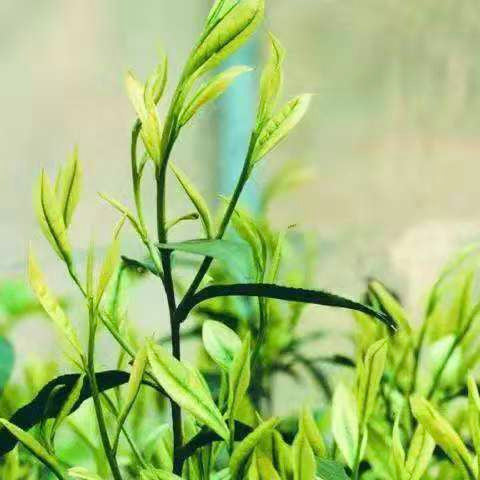 Young green tea leaves sprout with vibrant, fresh greenery against a soft, blurred background, conveying growth and vitality.