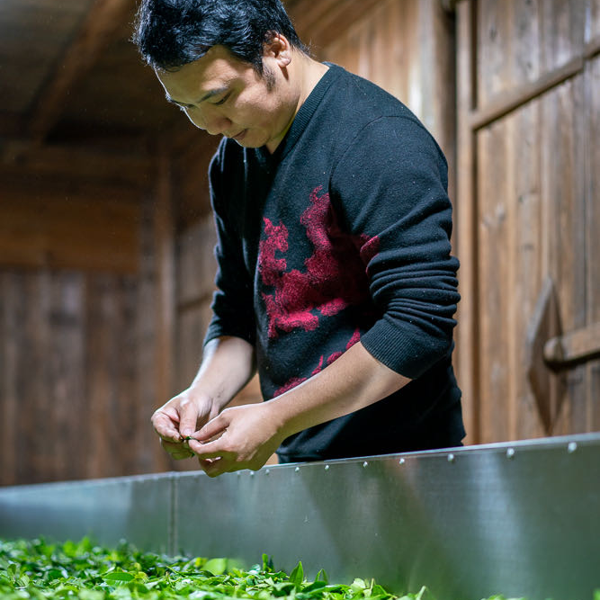 A person inspects fresh tea leaves in a wooden workshop, wearing a black sweater with red accents. The setting feels calm and focused on craftsmanship.