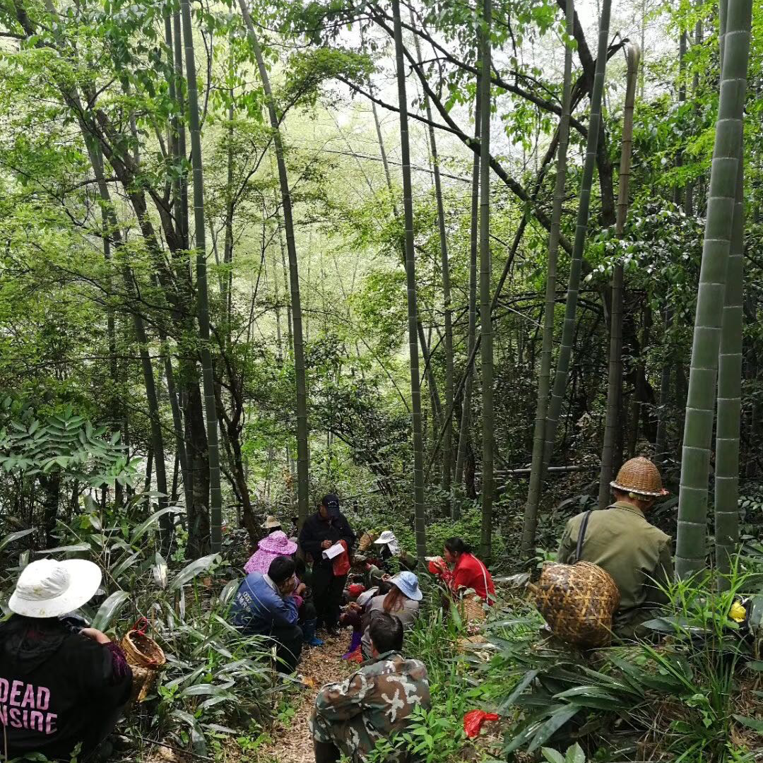 A group of people sit and stand in a lush bamboo forest, wearing hats and outdoor clothing, suggesting a relaxed, communal gathering amid dense greenery.