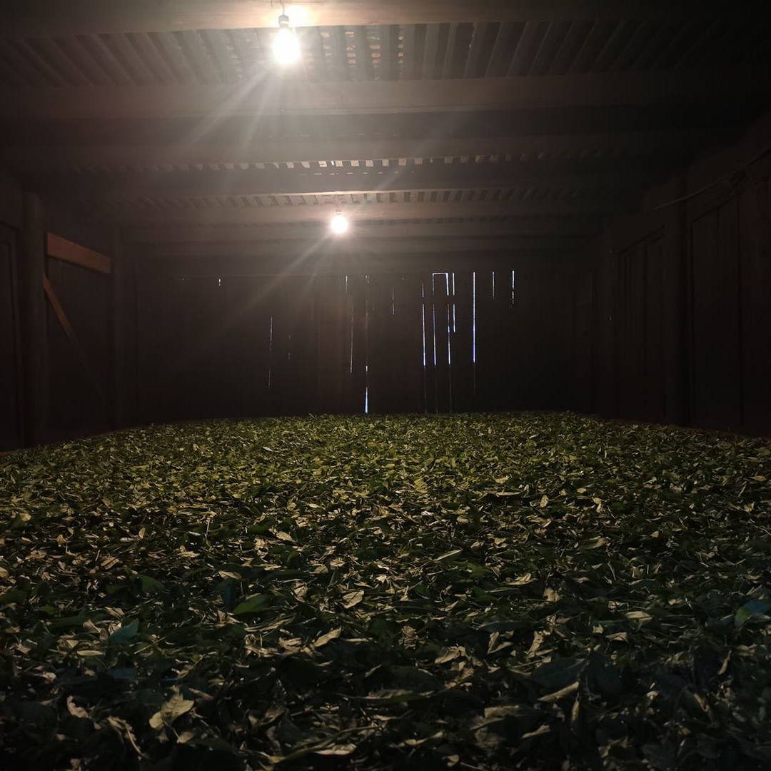Dimly lit interior of a wooden barn with dried tea leaves spread across the floor. Warm light bulbs hang from the ceiling, creating a rustic atmosphere.